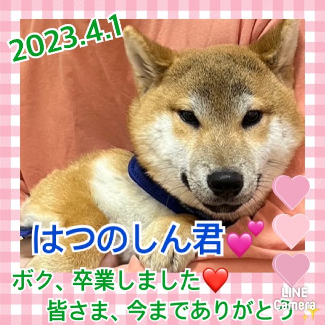 【運命の赤い糸見～つけた💓柴犬のはつのしん君💕、Ｍダックスのいっちゃん💕】2023,4,1